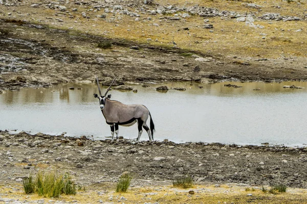 Ναμίμπια Εθνικό Πάρκο Etosha Eared Oryx — Φωτογραφία Αρχείου