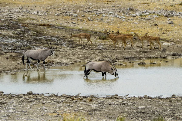 Namibië Nationaal Park Etosha Eared Oryx — Stockfoto