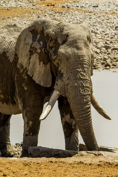 Namibia Parque Nacional Etosha Elefante — Foto de Stock