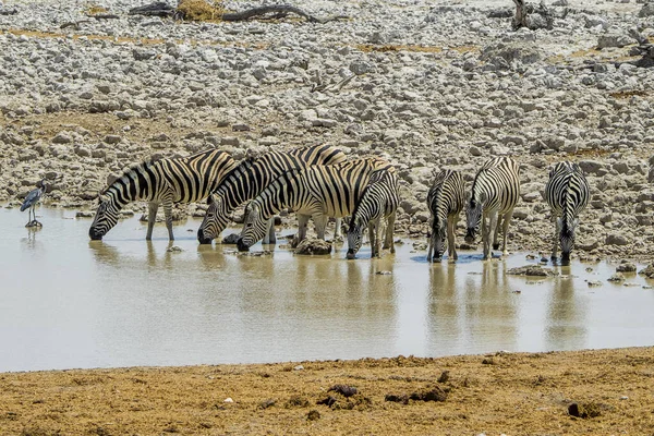 Namibia Park Narodowy Etosha Górska Zebra — Zdjęcie stockowe