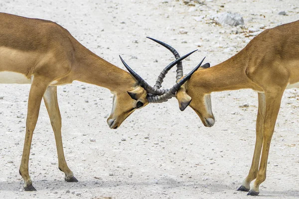 Namíbia Parque Nacional Etosha Springbok — Fotografia de Stock