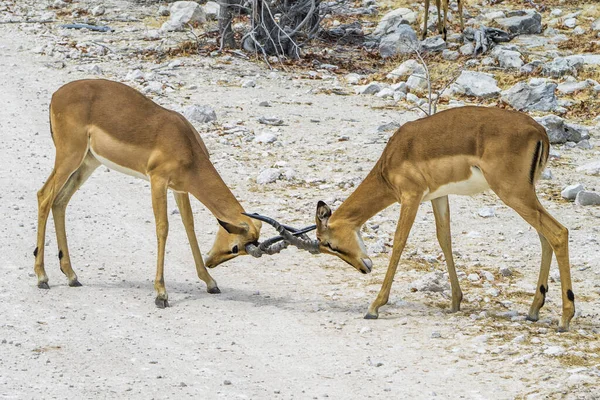 Namibie Národní Park Etosha Springbok — Stock fotografie