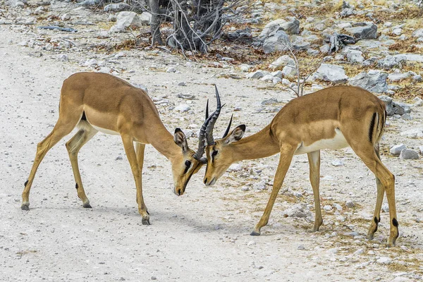 Namibie Národní Park Etosha Springbok — Stock fotografie