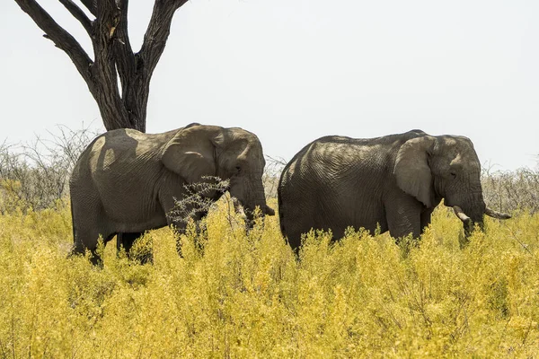 Namíbia Parque Nacional Etosha Elefante — Fotografia de Stock