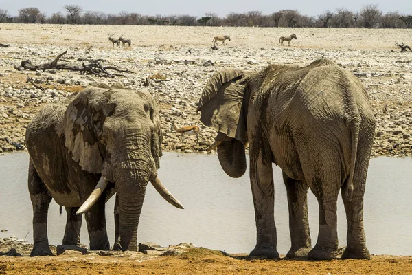 Namibya Etosha Ulusal Parkı Fil — Stok fotoğraf