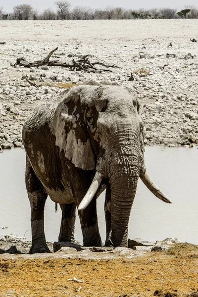 纳米比亚 埃托沙国家公园 — 图库照片