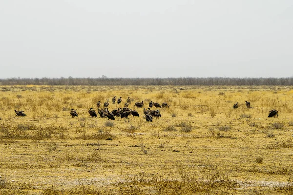 纳米比亚 埃托沙国家公园 耳朵秃鹫 — 图库照片