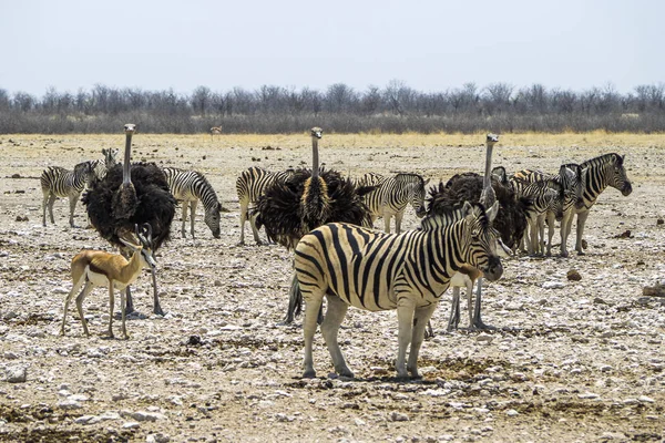 Namíbia Parque Nacional Etosha Avestruz — Fotografia de Stock