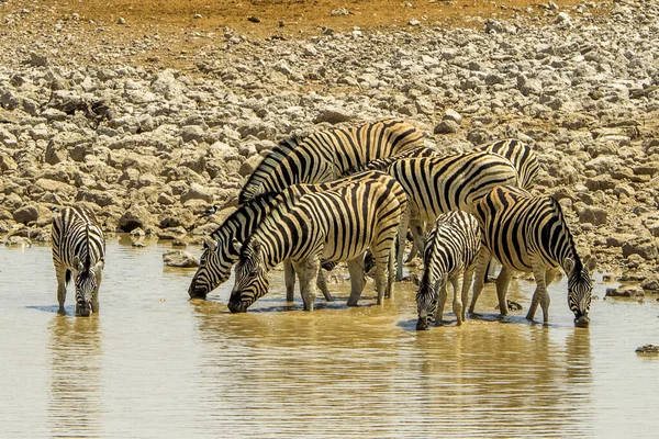 Namibie Národní Park Etosha Mountain Zebra — Stock fotografie