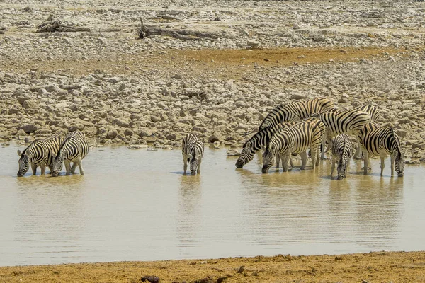 Ναμίμπια Εθνικό Πάρκο Etosha Mountain Zebra — Φωτογραφία Αρχείου