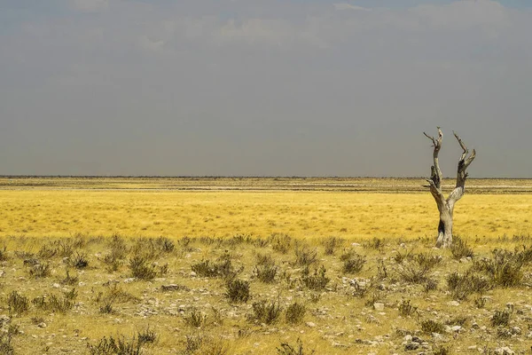Namíbia África Parque Nacional Etosha — Fotografia de Stock