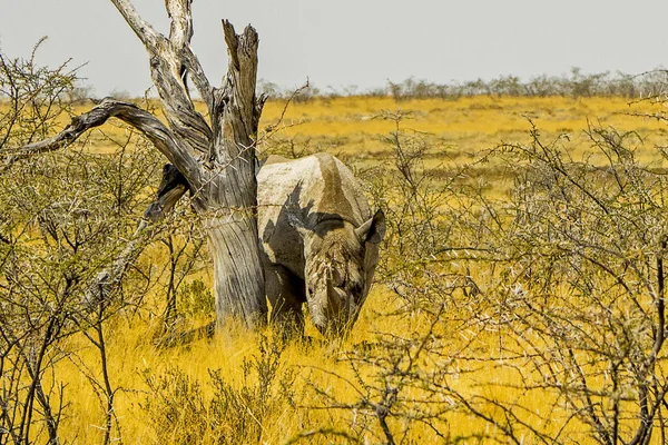 Namibia Etosha Nationalpark Vit Noshörning — Stockfoto