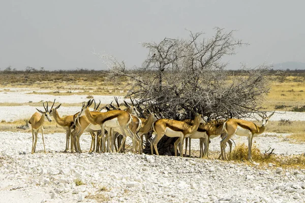 Namíbia Parque Nacional Etosha Springbok — Fotografia de Stock