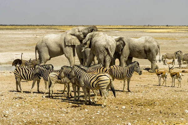 Ναμίμπια Εθνικό Πάρκο Etosha Mountain Zebra — Φωτογραφία Αρχείου