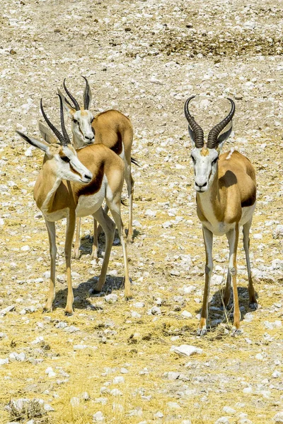 Namibia Park Narodowy Etosha Springbok — Zdjęcie stockowe