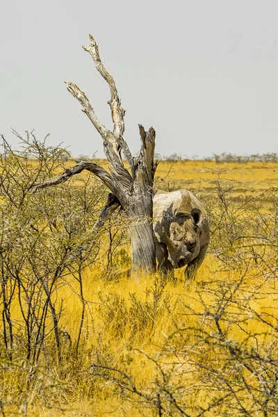 Национальный Парк Этоша Белый Носорог — стоковое фото