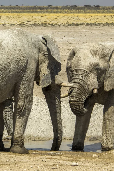 Namibia Etosha Nationalpark Elefant — Stockfoto