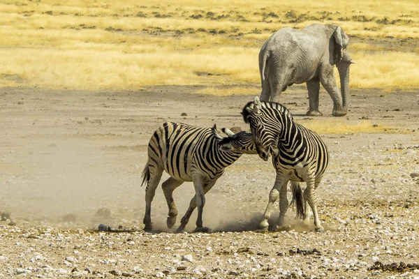 Namíbia Parque Nacional Etosha Montanha Zebra — Fotografia de Stock