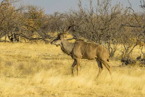 Namíbia Parque Nacional Etosha Grande Kudu — Fotografia de Stock