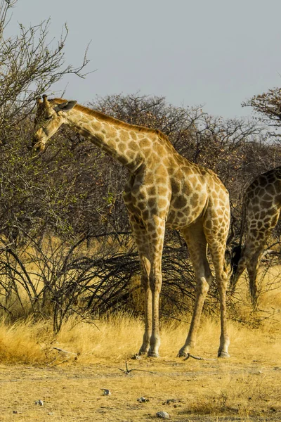 Namibia Etosha Nationalpark Giraffe — Stockfoto