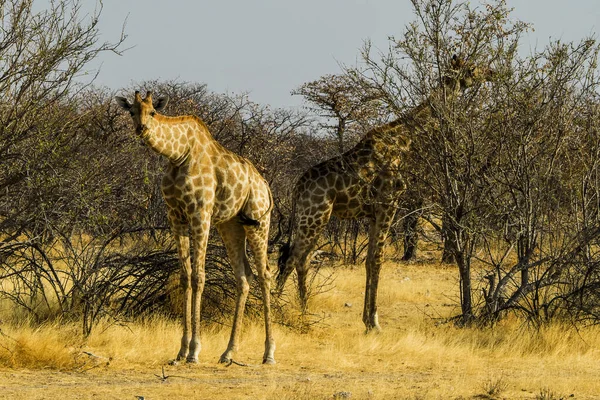Namibie Národní Park Etosha Žirafa — Stock fotografie