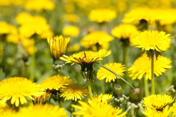 Gula Vackra Blommor Maskrosor Ängen Våren Närbild — Stockfoto