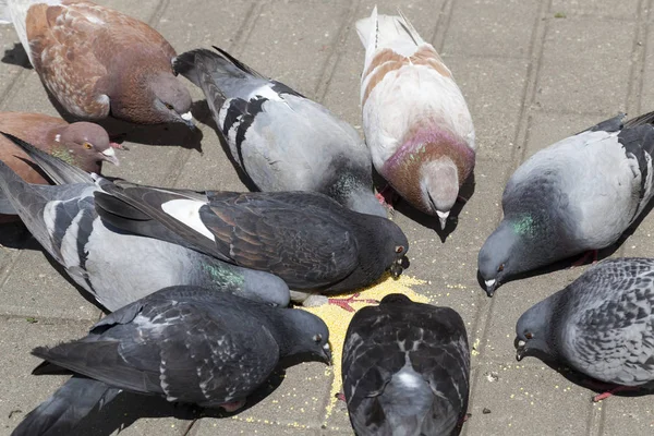 Grupo Palomas Reunieron Círculo Durante Alimentación Semillas Amarillas Mijo —  Fotos de Stock