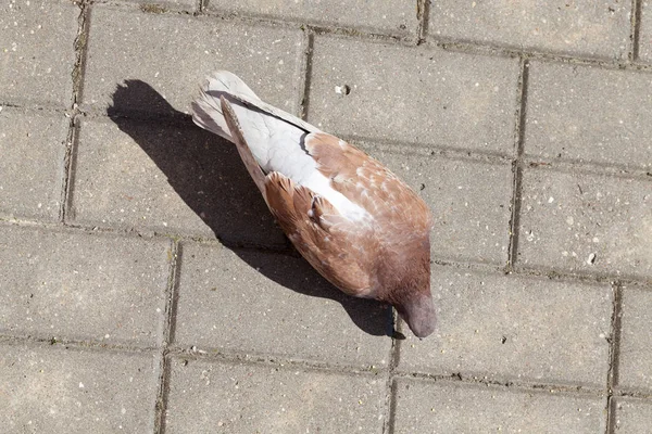 Eine Taube Die Sich Während Ihrer Fütterung Mit Gelben Hirsekörnern — Stockfoto