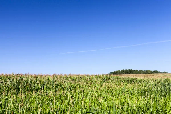 Campo Grano Verde Uno Sfondo Cielo Blu Paesaggio Estivo Attività — Foto Stock