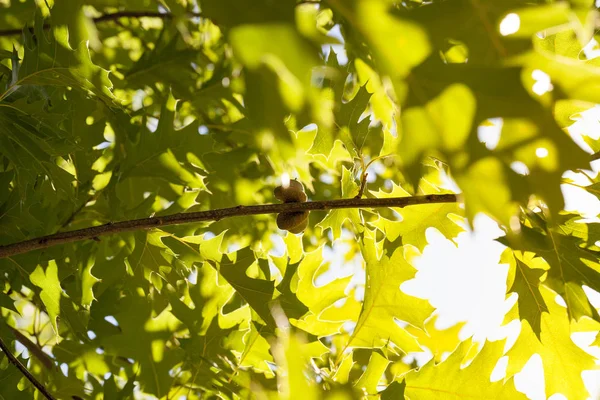 Dąb Zielonymi Liśćmi Niedojrzałymi Zielonymi Żołędziami Zbliżenie — Zdjęcie stockowe