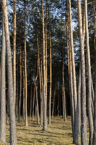 Çam Ağaçlarının Uzun Gövdeleri Tam Olarak Çekilmemiş Yaz Manzarası — Stok fotoğraf