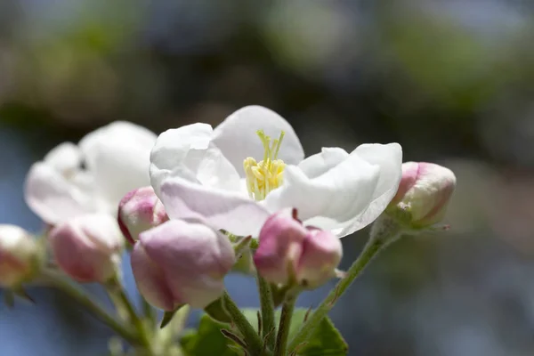 Bílé Růžové Květy Ovocných Stromů Jaře Rostlinné Detaily — Stock fotografie