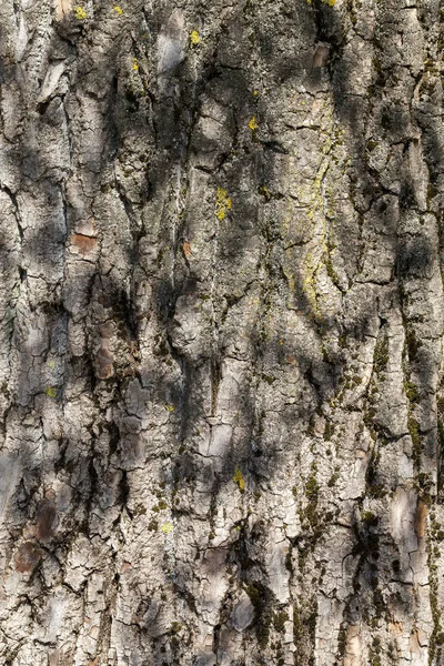 Brown Tree Bark Close Sunny Weather Spots Shadows Foliage Tree — Stock Photo, Image