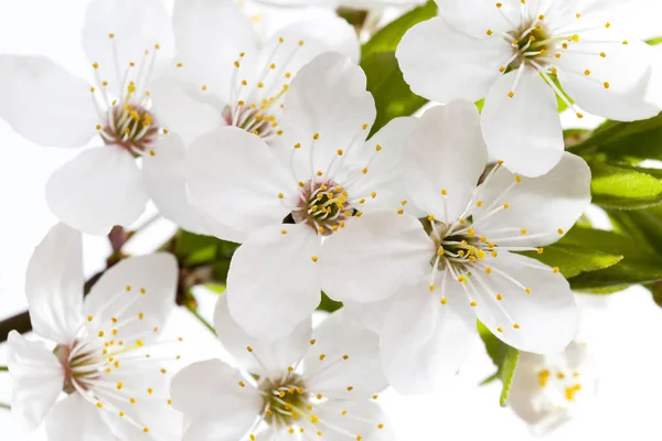 Fleurs Blanches Arbre Printemps Sur Fond Clair — Photo