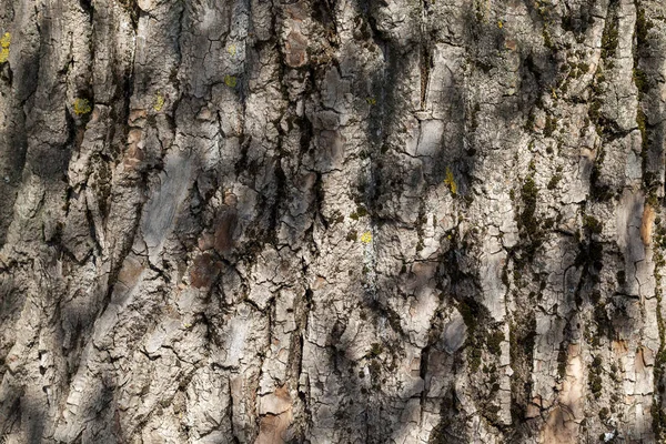 Kahverengi Ağaç Kabuğu Güneşli Havada Kapanıyor Bir Ağacın Yapraklarının Gölgelerinden — Stok fotoğraf