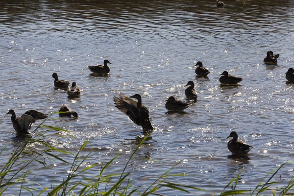 Junge Und Alte Enten Schwimmen Ende Des Sommers Ufer Des — Stockfoto