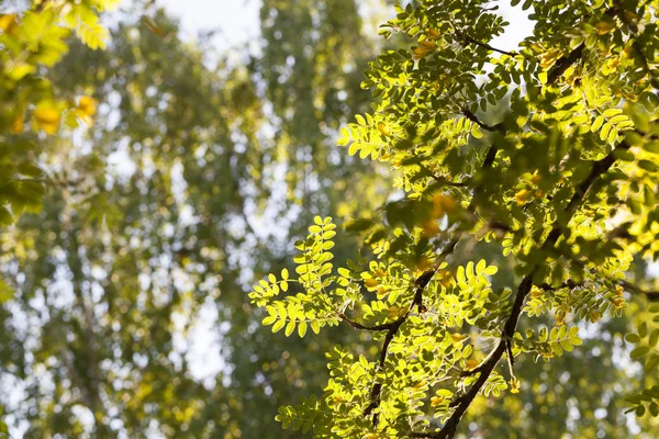 Гілки Весняним Листям Територія Парку Європі — стокове фото