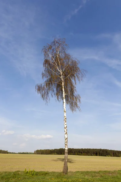 Березовий Стовбур Дерева Кора — стокове фото