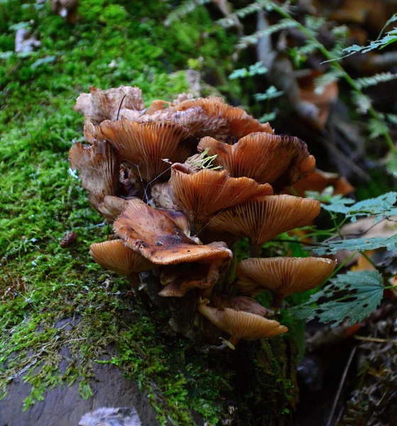 Harz Montagnes Allemagne — Photo