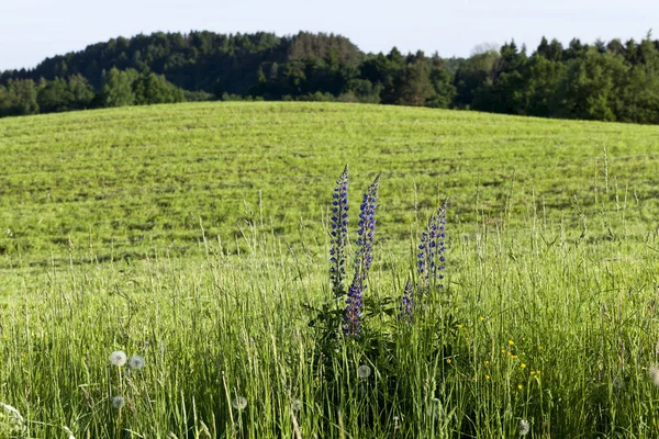 Landwirtschaftliches Feld Mit Grüner Vegetation Sommerlandschaft — Stockfoto