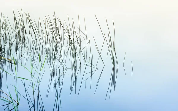Herbe Les Roseaux Forment Reflet Graphique Dans Eau Calme Lac — Photo