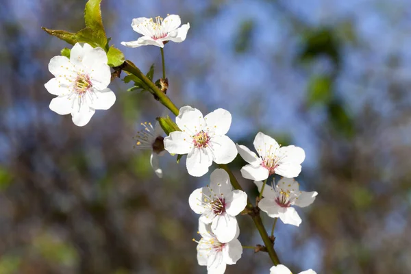 Novas Pétalas Brancas Nos Ramos Uma Árvore Primavera Close — Fotografia de Stock