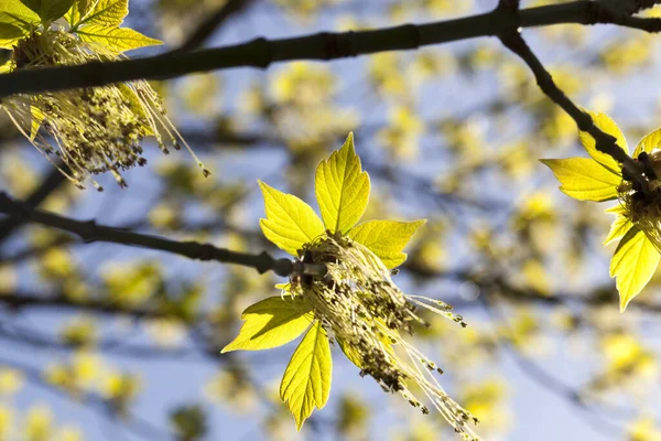 Schöne Blühende Ahornsorten Denen Männliche Und Weibliche Blüten Gibt Frühling — Stockfoto