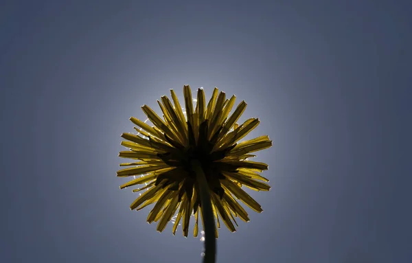 黄色的春天蒲公英 在阳光照耀的花朵中 在蓝色的天空中 — 图库照片