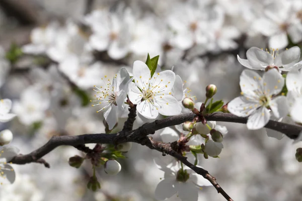 Weiße Blüten Von Kirschen Oder Anderen Obstbäumen Bei Frühlingshaftem Warmem — Stockfoto