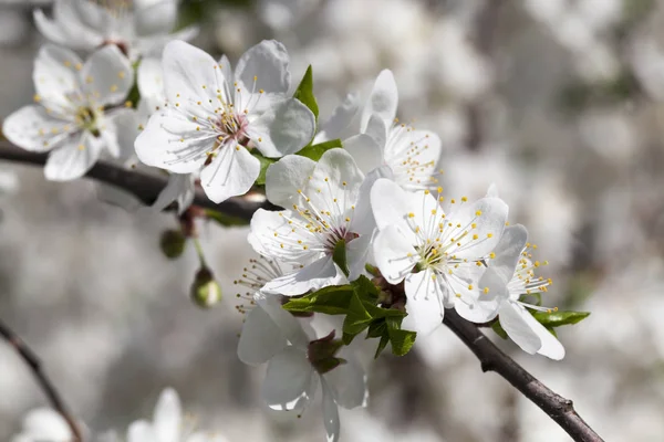 春の暖かい時期に桜や果物の木が白い花を咲かせ — ストック写真