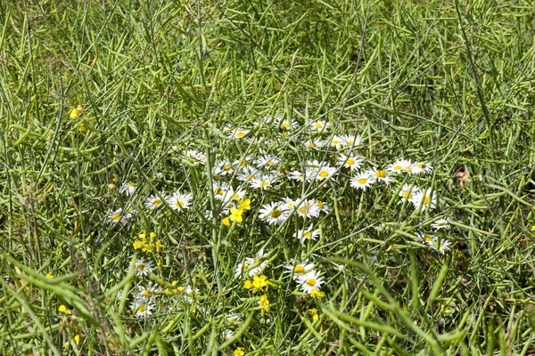 white field daisies on the field with a bloom of rapeseed, a farm field in summer