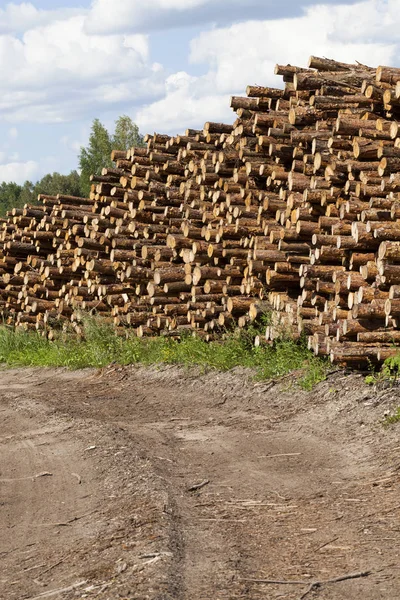 Haufen Von Baumstämmen Holzstapel — Stockfoto