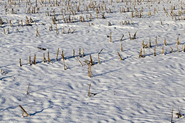 Besneeuwd Land Het Veld Sneeuwval Wintervorst Stoppels Van Geoogste Maïs — Stockfoto