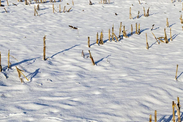 Zasněžená Půda Poli Sněžení Zimní Mráz Strniště Sklizené Kukuřice Vyčnívá — Stock fotografie